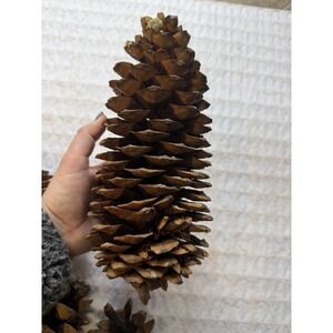 HUGE 12" Sugar Pine Cone Natural Decor Christmas Decor Crafts